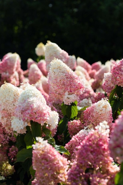 Гортензия метельчатая ’Ливинг Строббери Блоссом’ (бело-розовая)|Hydrangea paniculata ’Living Strawberry Blossom’|Гортензія волотиста ’Лівінг Стравбері Блоссом’ (біло-рожева)